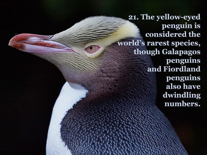 25 Fun Penguin Facts