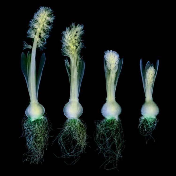 X-ray Art Flowers