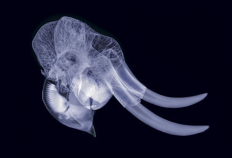 Cool Xray Photos