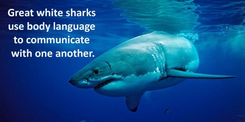 28 Interesting Shark Facts That Will Surprise And Amaze