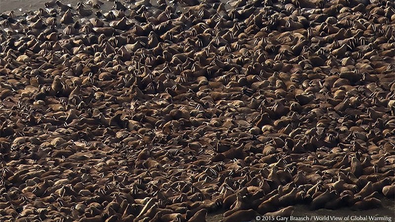 Alaska Walruses