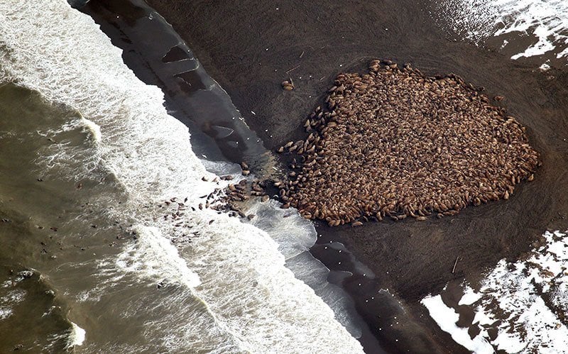 Alaska Walruses Congregate