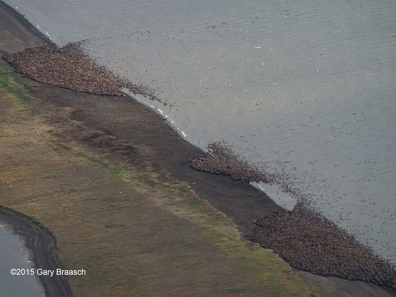 Alaska Walruses Herd