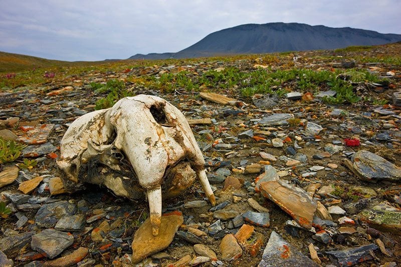 Alaska Walruses Skull