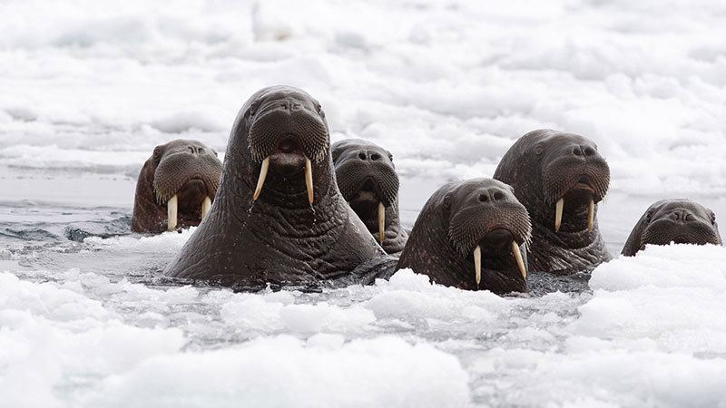 Walrus Up Close