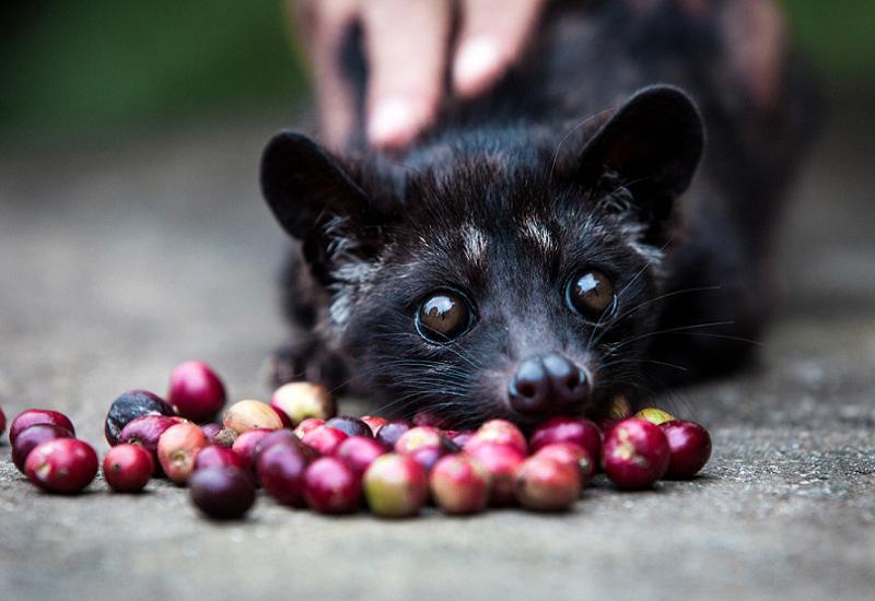 Indonesians Farm Civet Cats To Produce World's Most Valuable Coffee