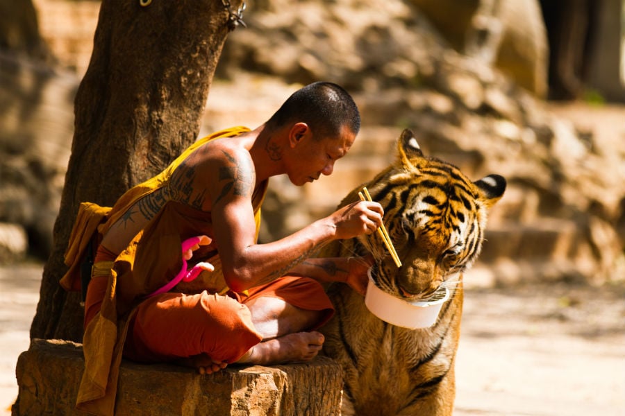 Buddhist Monk Feeds Tiger