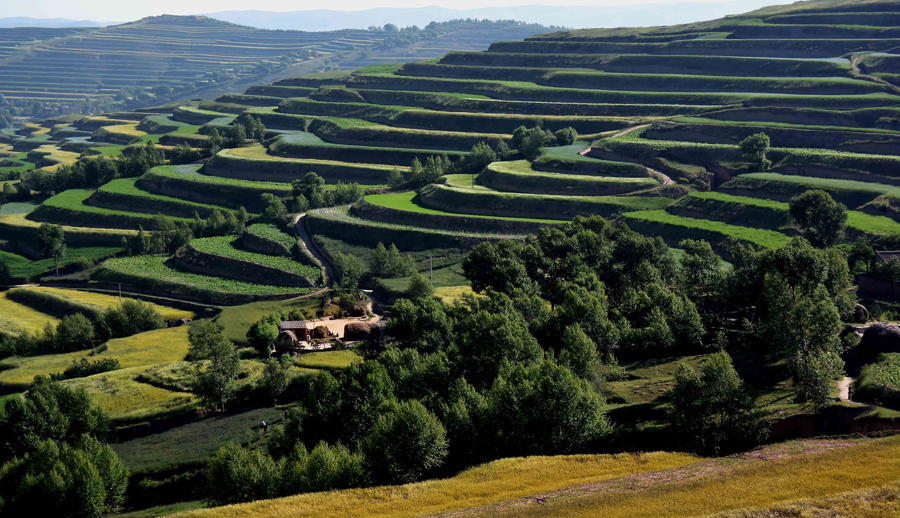 China Terraced Fields Green