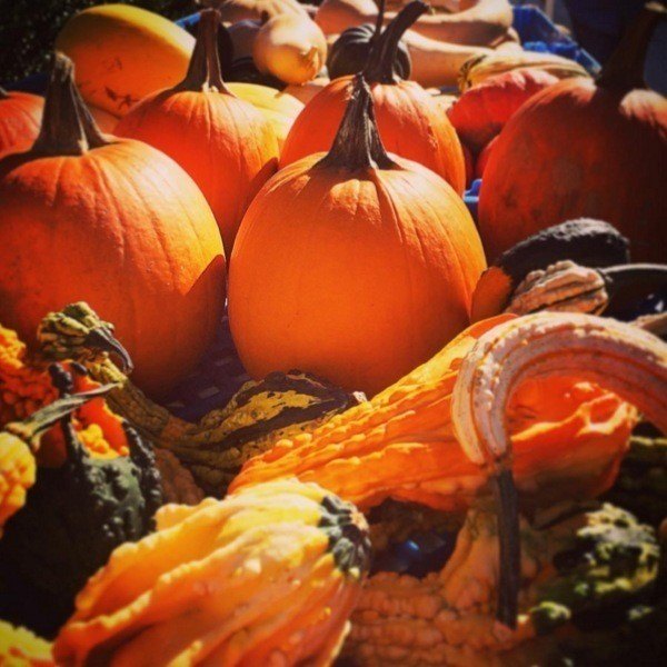 Pumpkins Squash Sunlight