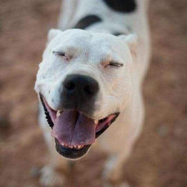 Smiling Dog