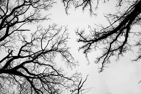 Winter Instagram Photos Flagstaff Arizona Trees