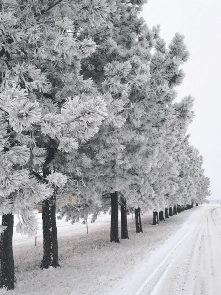 Winter Instagram Photos North Dakota Trees