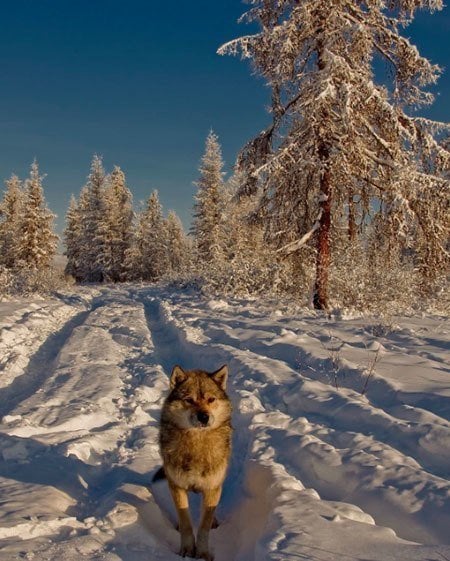 Winter Instagram Photos Yakutsk