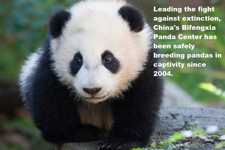 33 Panda Facts Guaranteed To Surprise And Delight You 2986