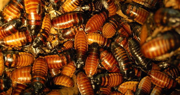 insect infestation scary cockroach mass total allthatsinteresting