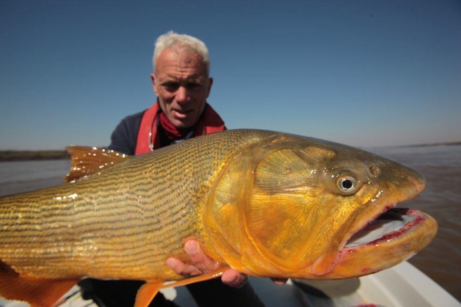 ManEaters And Monsters The 15 Weirdest River Fish Ever