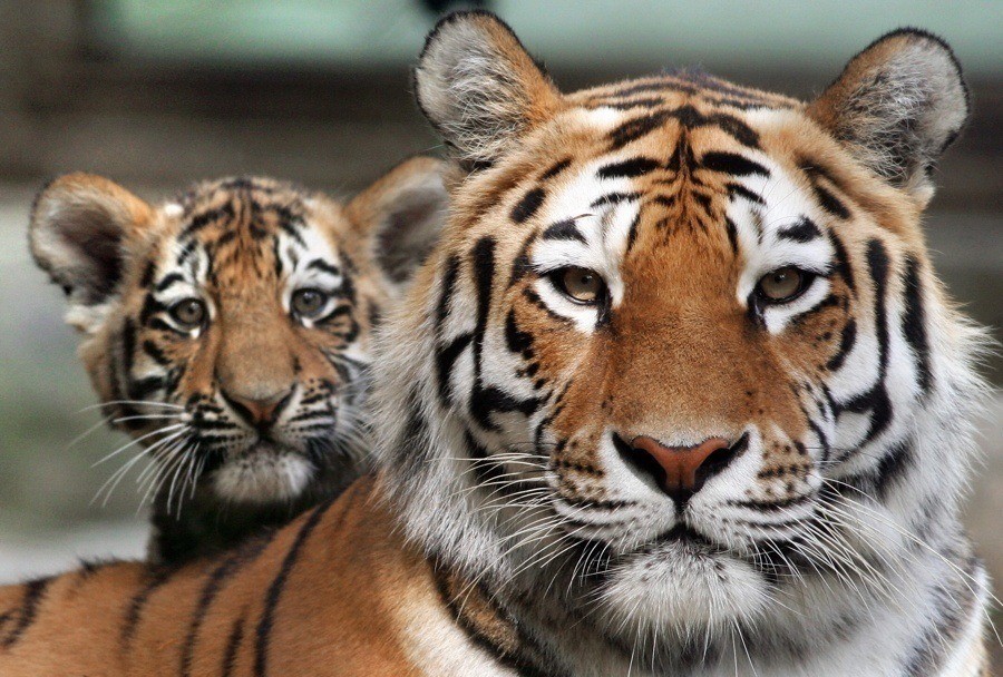 Tiger Population