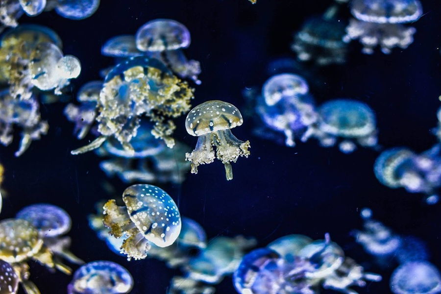 35 truly mesmerizing jellyfish photos and facts