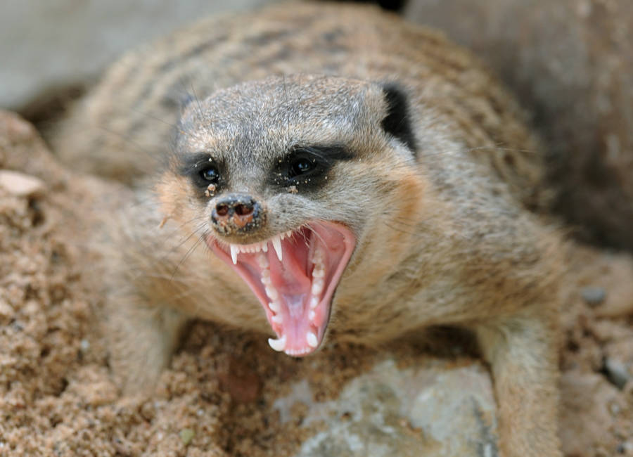 New Study Reveals The Most Murderous Mammal