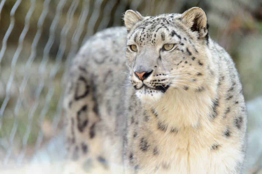 Snow Leopard Gaze