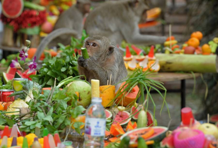 OneOfAKind Scenes From Thailand's Monkey Buffet Festival