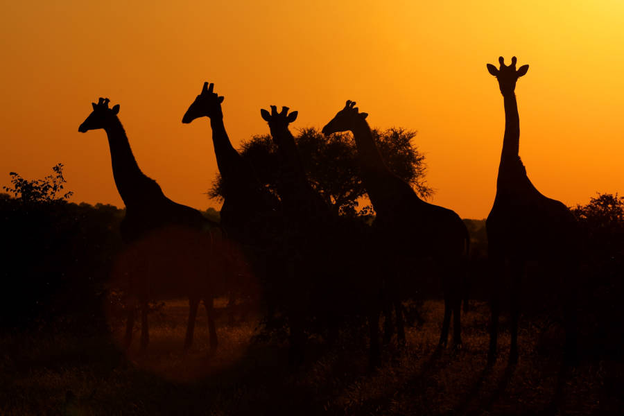 Giraffe Silhouettes