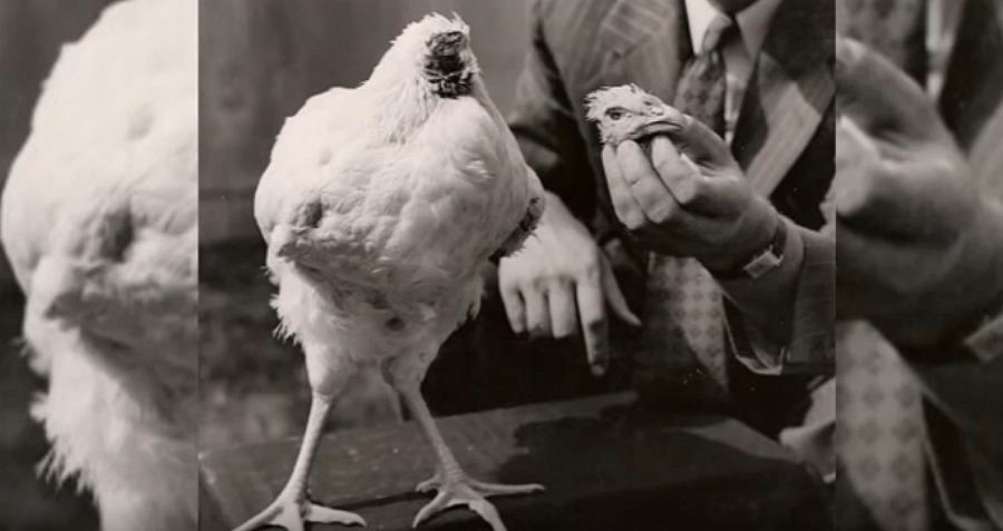 Mike The Headless Chicken A Strange Tale Of Survival 