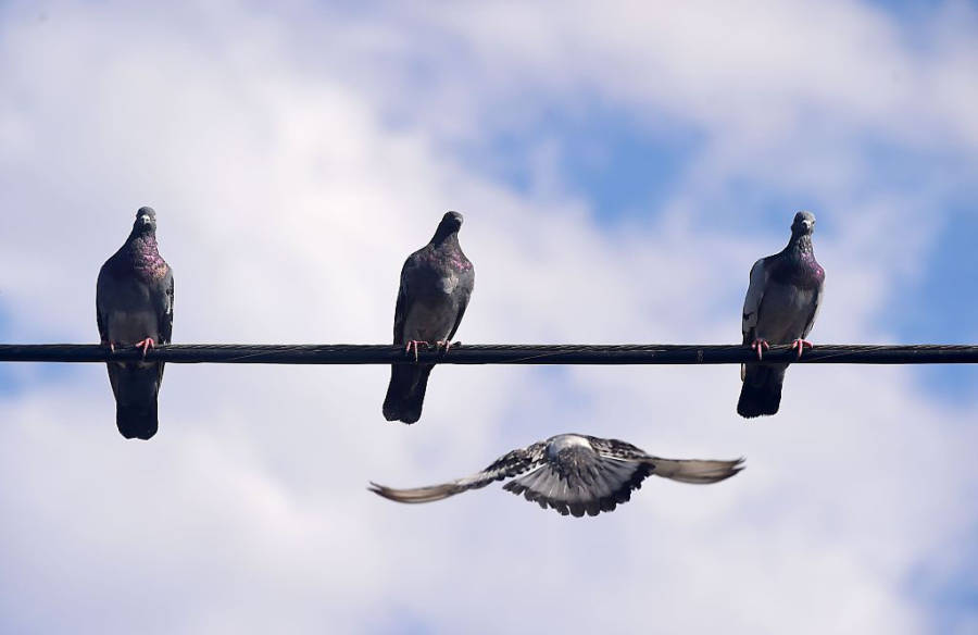 Pigeons2