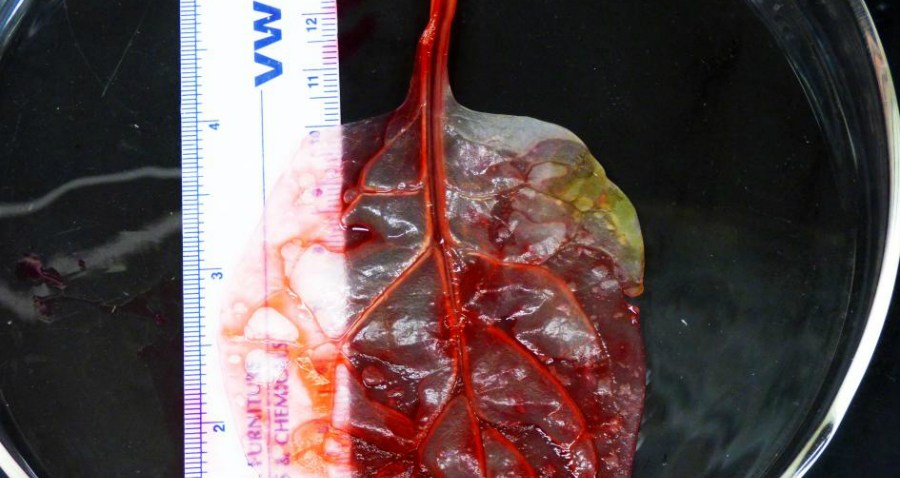 Spinach Heart