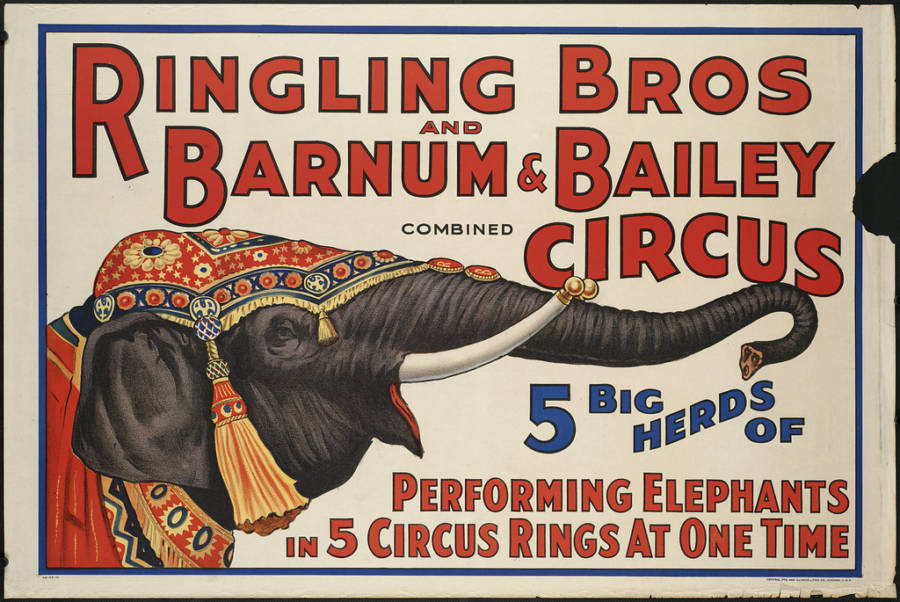 Elephant Poster