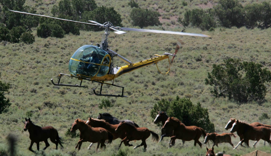 Trump Wild Horse Slaughter