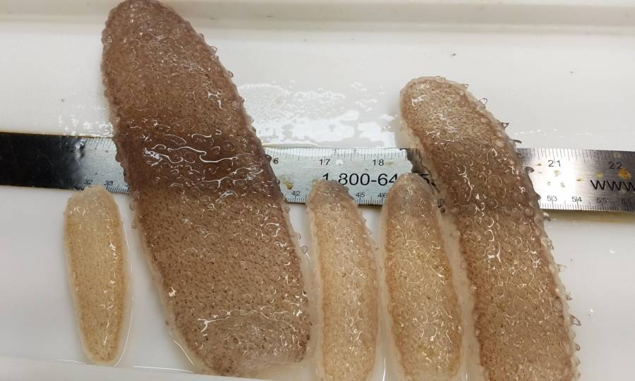 Sea Pickles