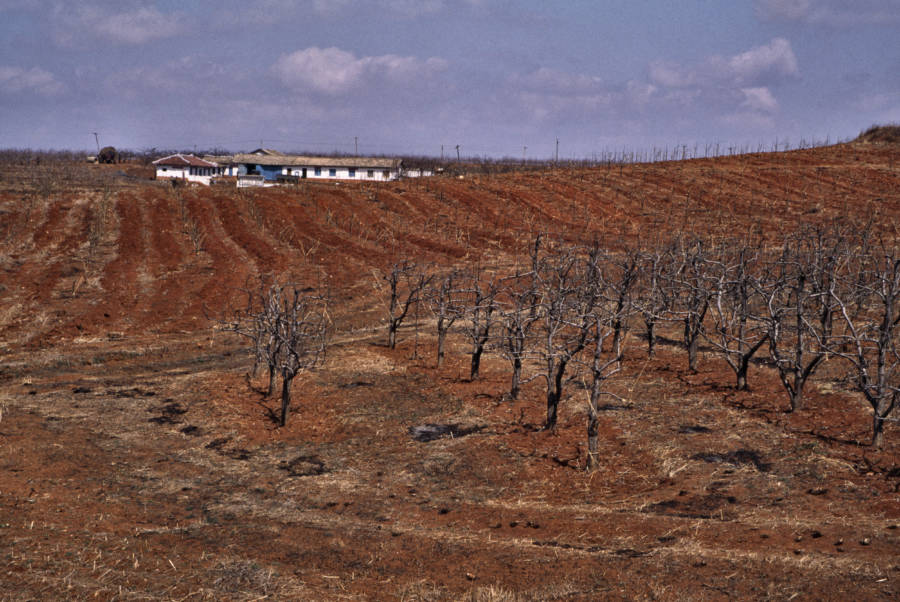 Arid North Korean Farmland