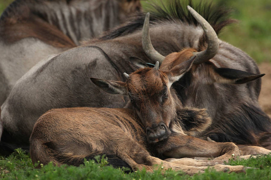 Baby Wildebeest