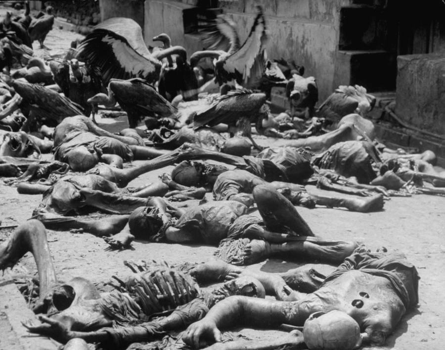 Calcutta Dead Vultures
