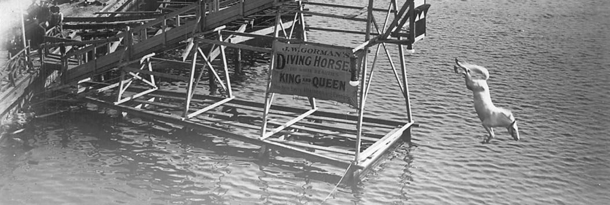 Diving Horses 21 Photos From The Odd, Sport