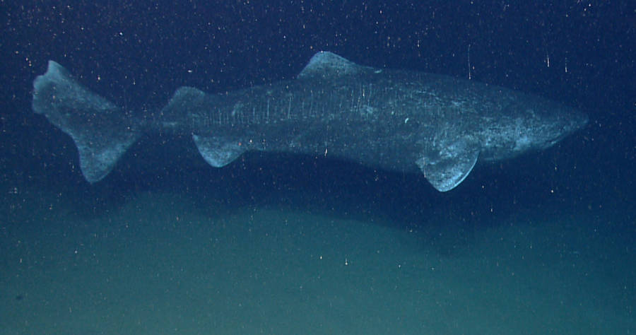 Greenland Shark 2