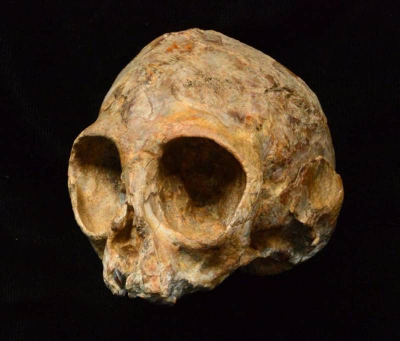 Ancient Baby Skull