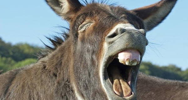 donkey-mouth-open.jpg