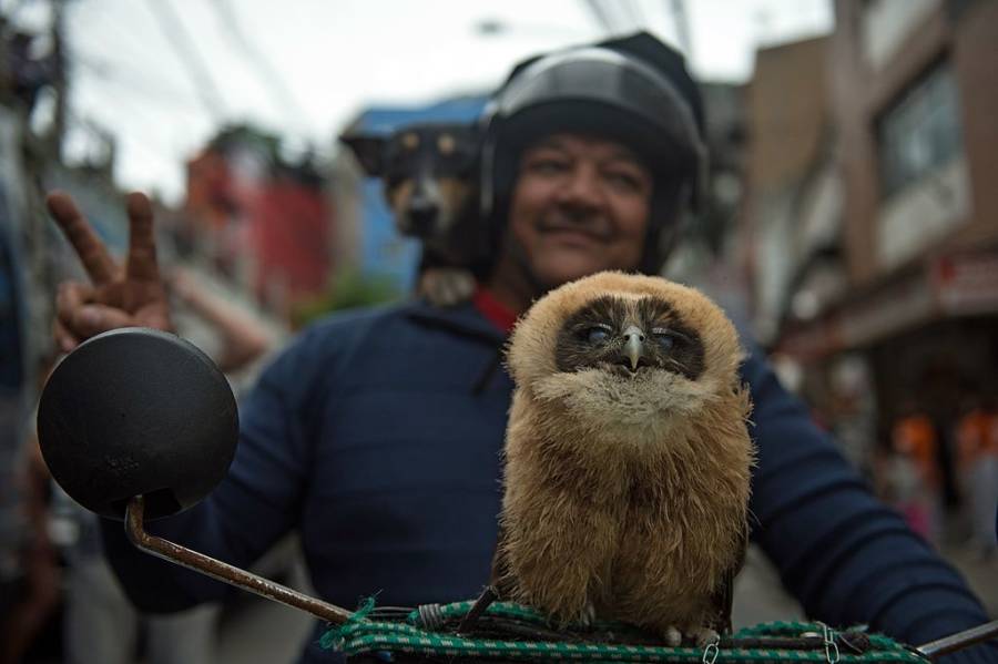 Motorcycle Owl