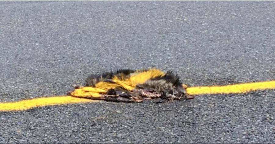 Oppossum Road Paint