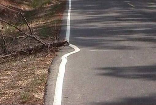 Tree In Street