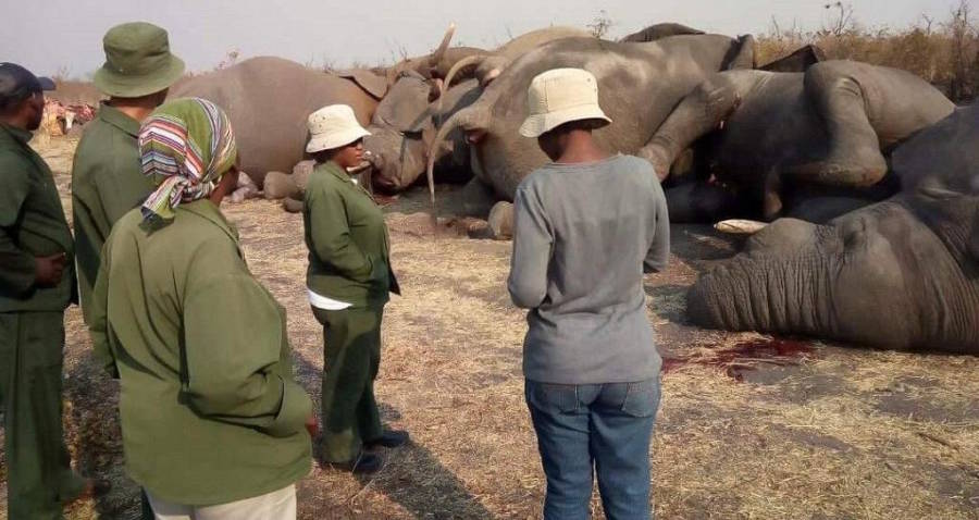 Africa Elephants Electrocuted