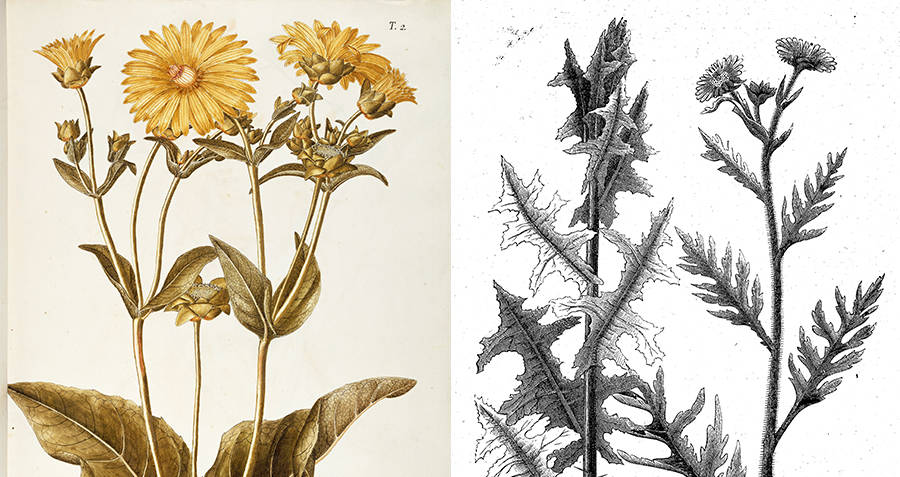 Renderings of the silphium plant