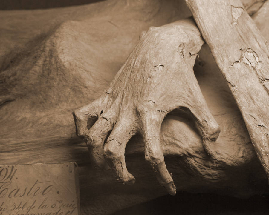 Guanajuato Mummy Hand