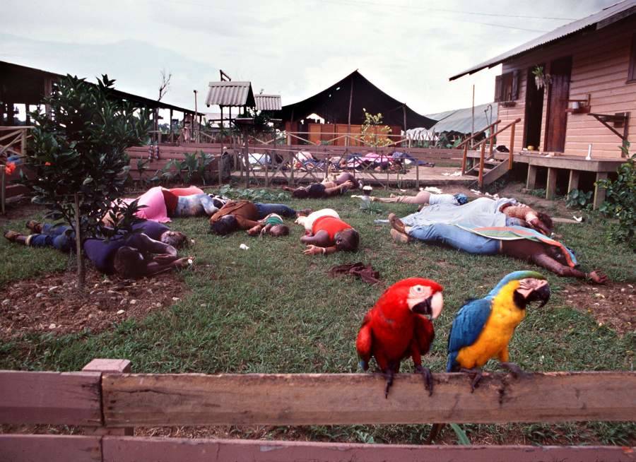 Parrots on fence near Jonestown Massacre bodies