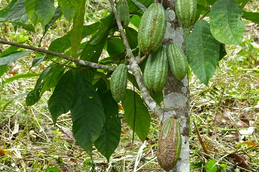 Chocolate Tree