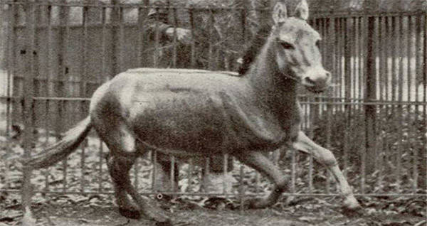 35 Extinct Animals That Should Be Cloned Back Into Existence 35-extinct-animals-that-should-be-cloned-back-into-existence