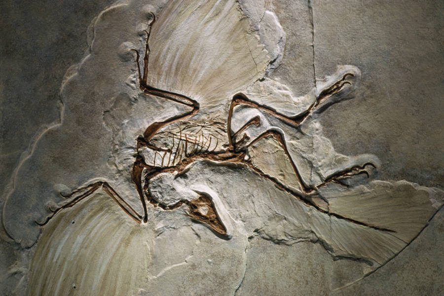 Archaeopteryx Fossil