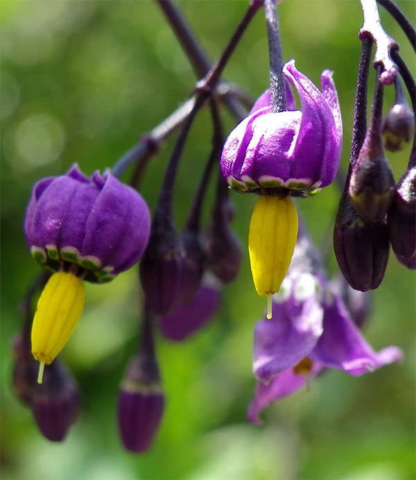 beware-the-deadly-nightshade-the-beautiful-plant-that-can-kill-you